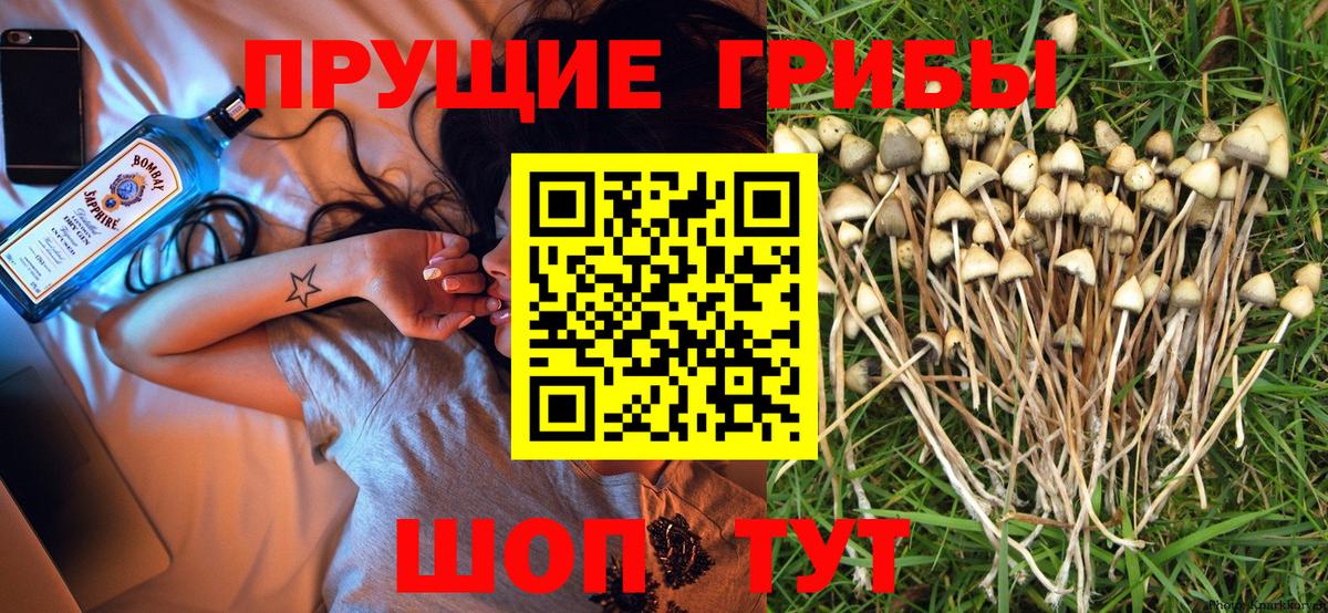 Галлюциногенные грибы прущие грибы  Вход с VPN  Ртищево  Псилоцибиновые грибы GOLDEN TEACHER 